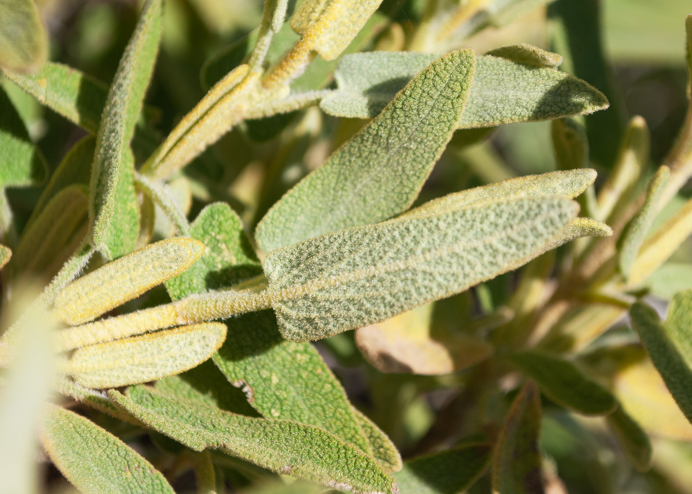 Изображение особи Phlomis lycia.