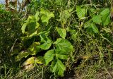 Archangelica officinalis. Листья. Пермский край, Кишертский р-н, высокий берег р. Сылва, береговая терраса. 10 августа 2024 г.