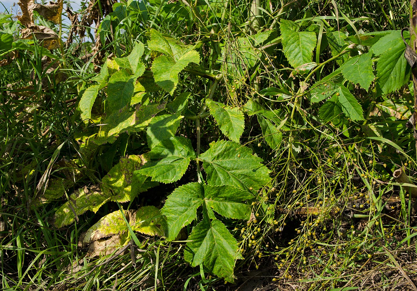 Image of Archangelica officinalis specimen.