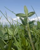 род Trifolium