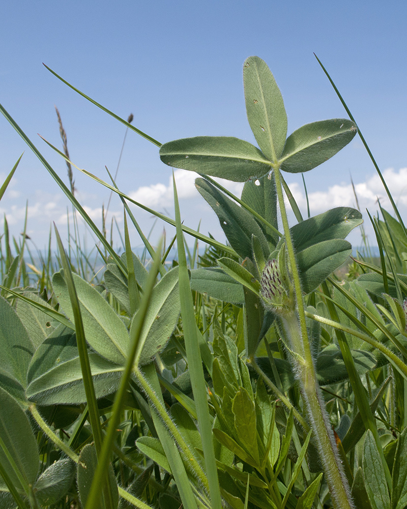 Изображение особи род Trifolium.