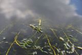 Potamogeton perfoliatus