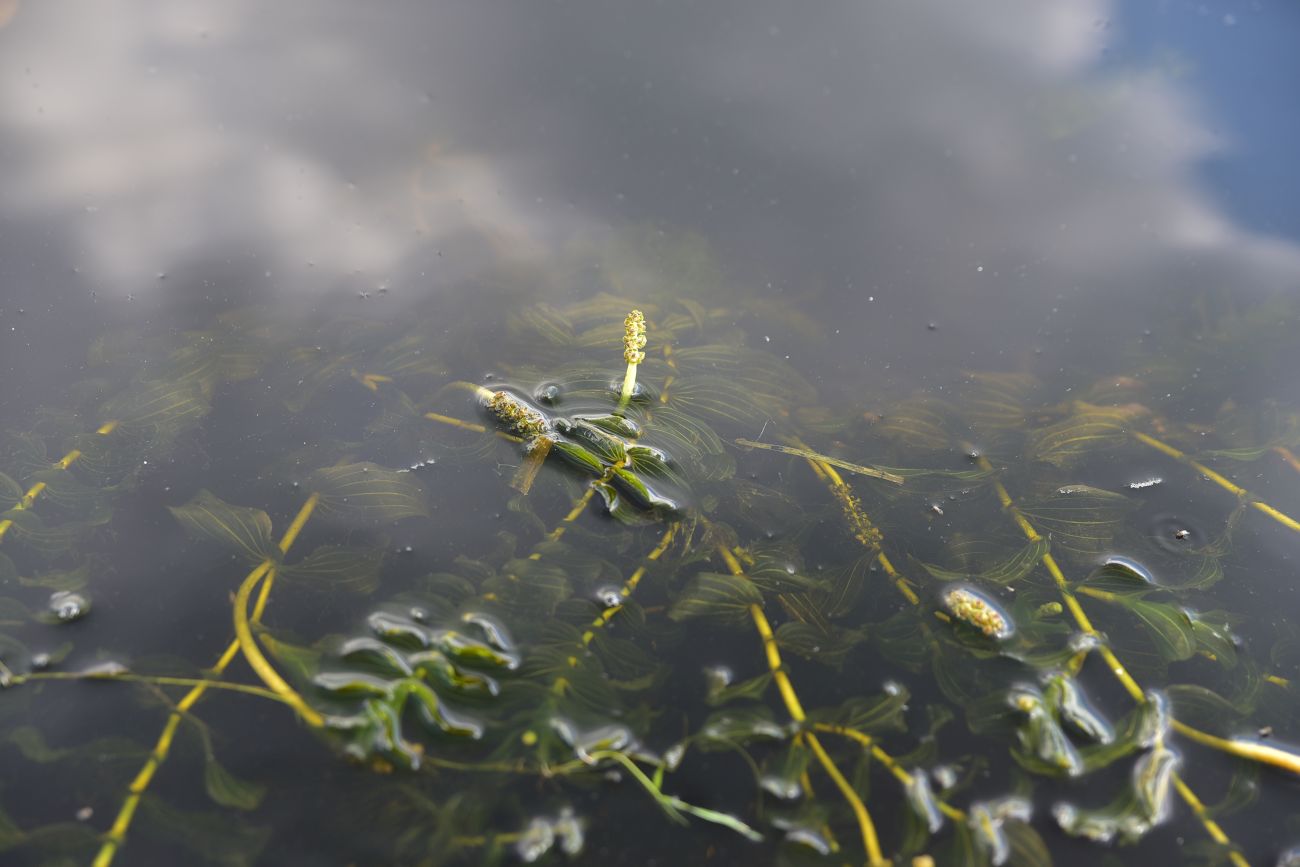 Изображение особи Potamogeton perfoliatus.