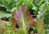 Lactuca sativa