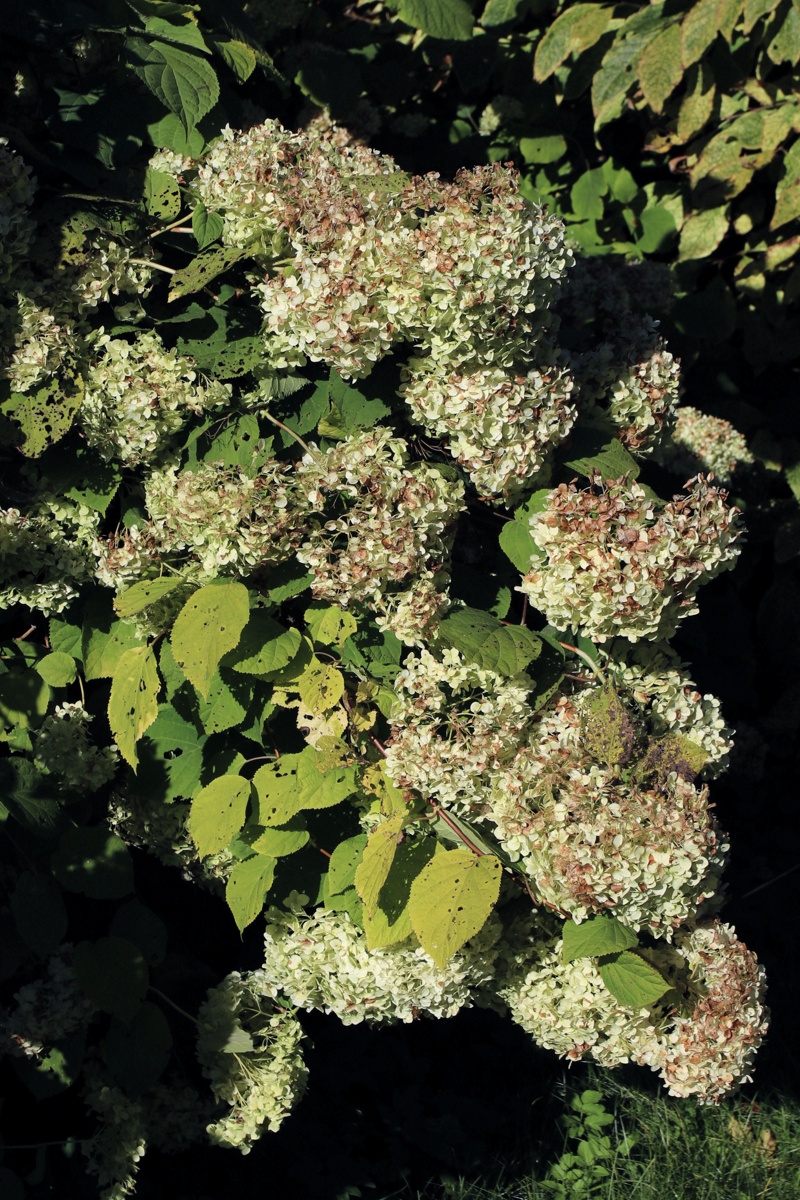 Изображение особи Hydrangea arborescens.