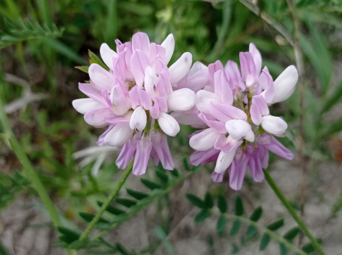 Image of Securigera varia specimen.