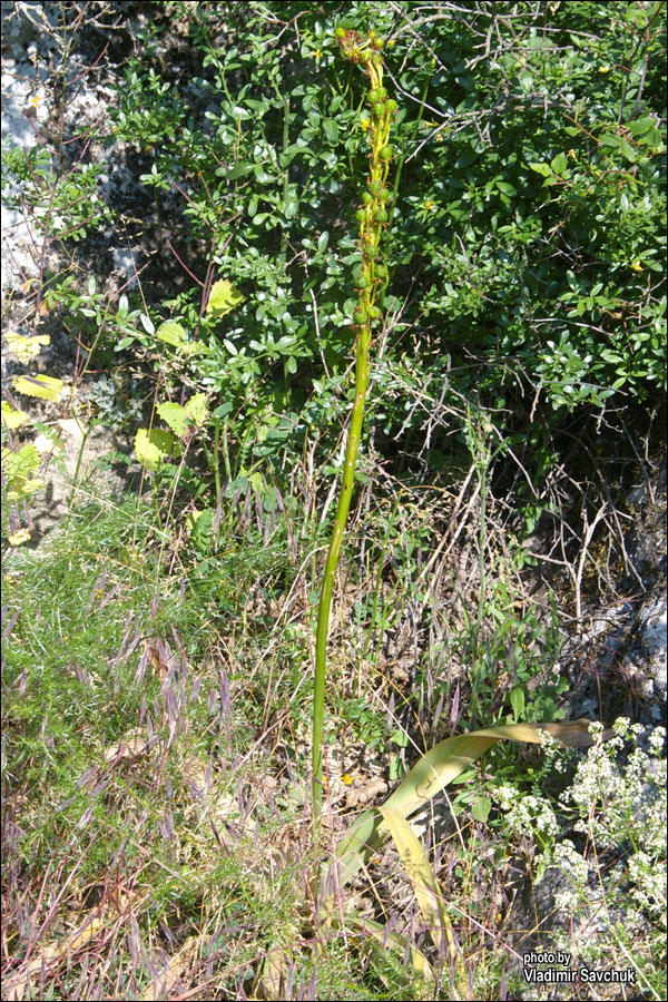 Image of Eremurus jungei specimen.