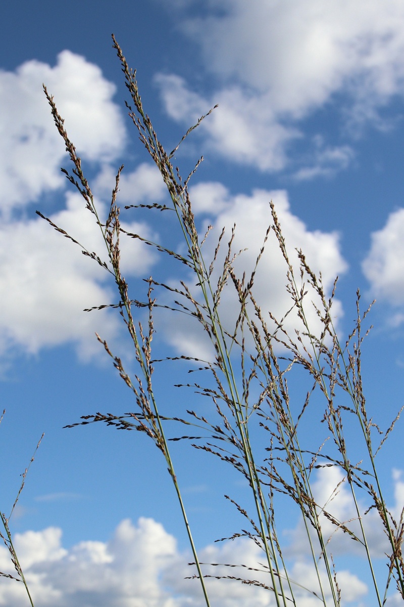 Изображение особи Molinia caerulea.