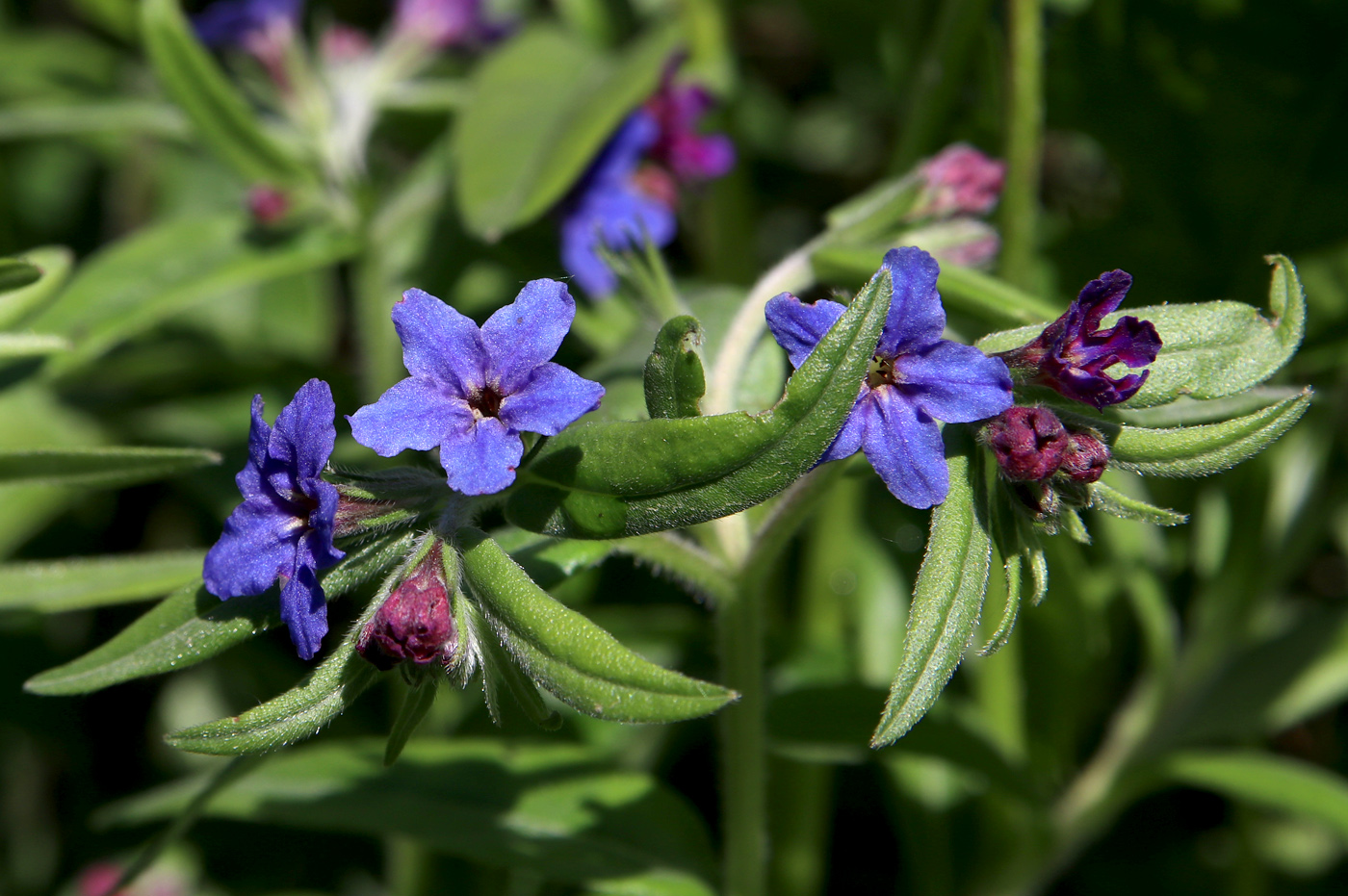 Изображение особи Aegonychon purpurocaeruleum.