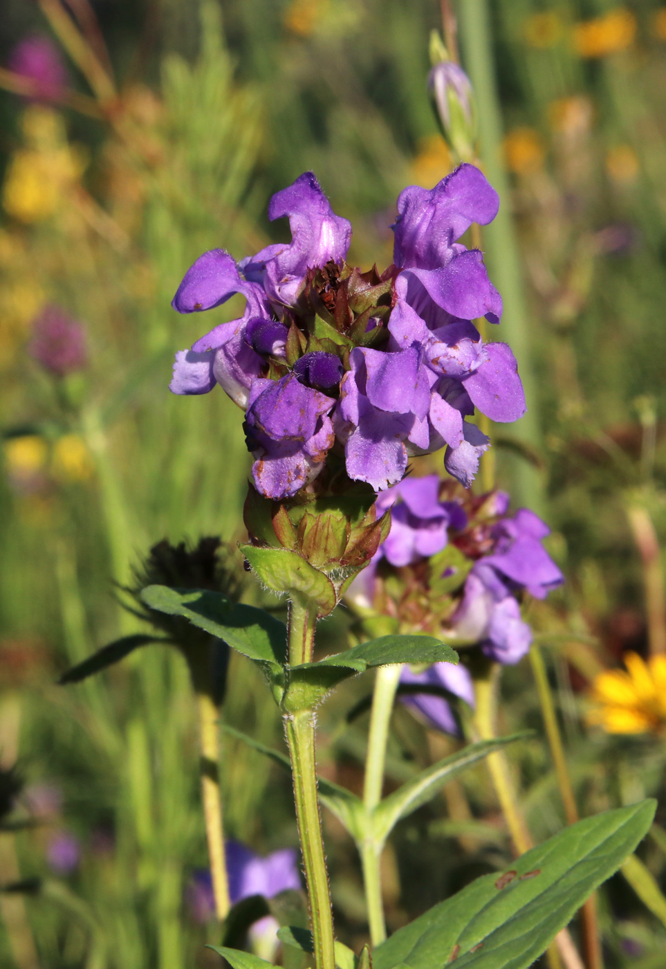 Изображение особи Prunella grandiflora.