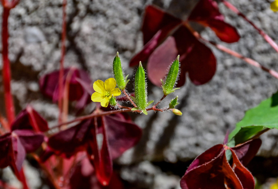 Image of Oxalis stricta specimen.