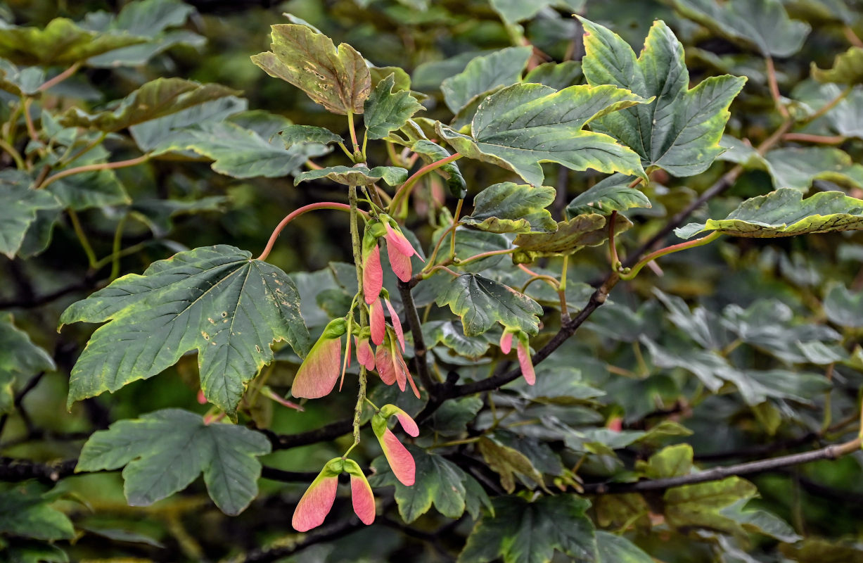 Image of Acer pseudoplatanus specimen.