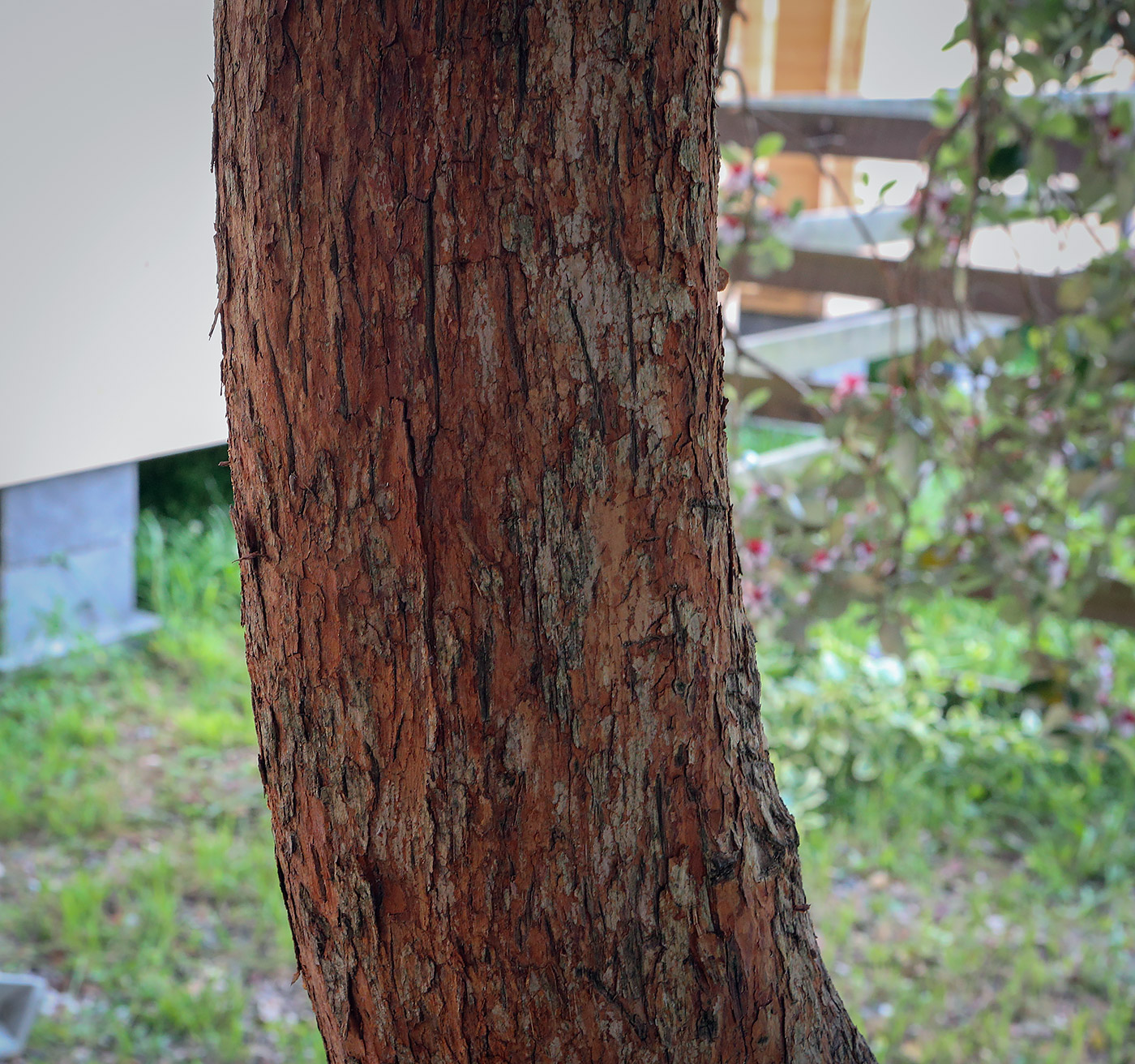 Image of Acca sellowiana specimen.