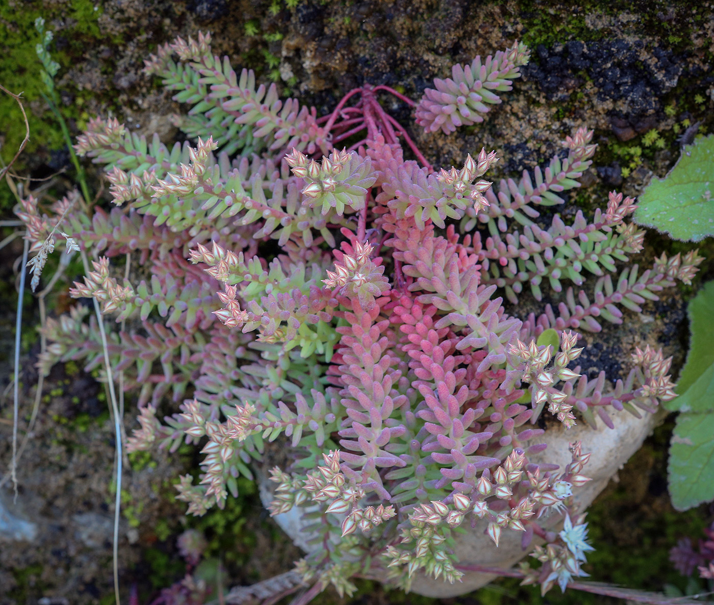 Изображение особи Sedum pallidum.