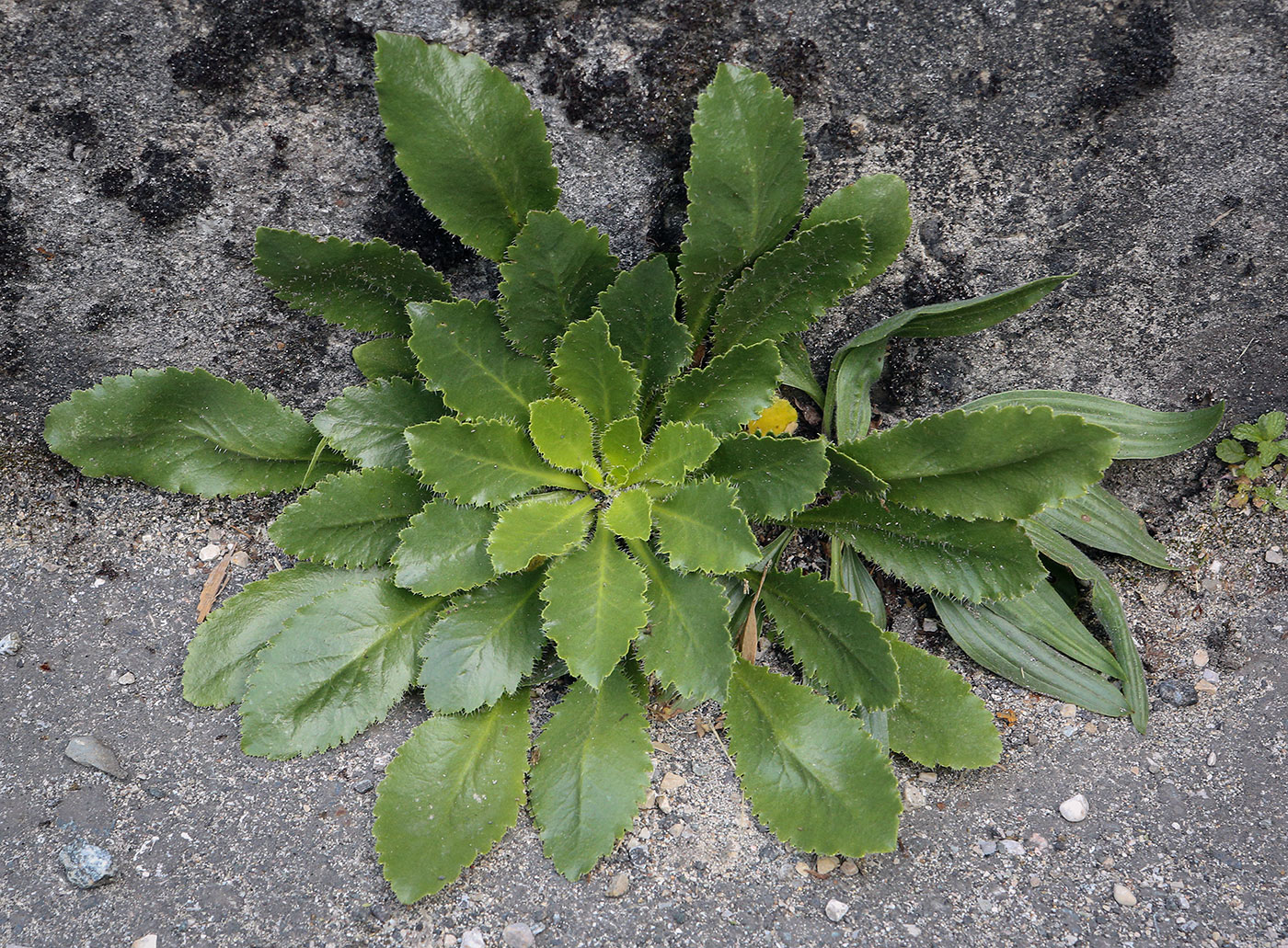 Изображение особи Campanula paradoxa.