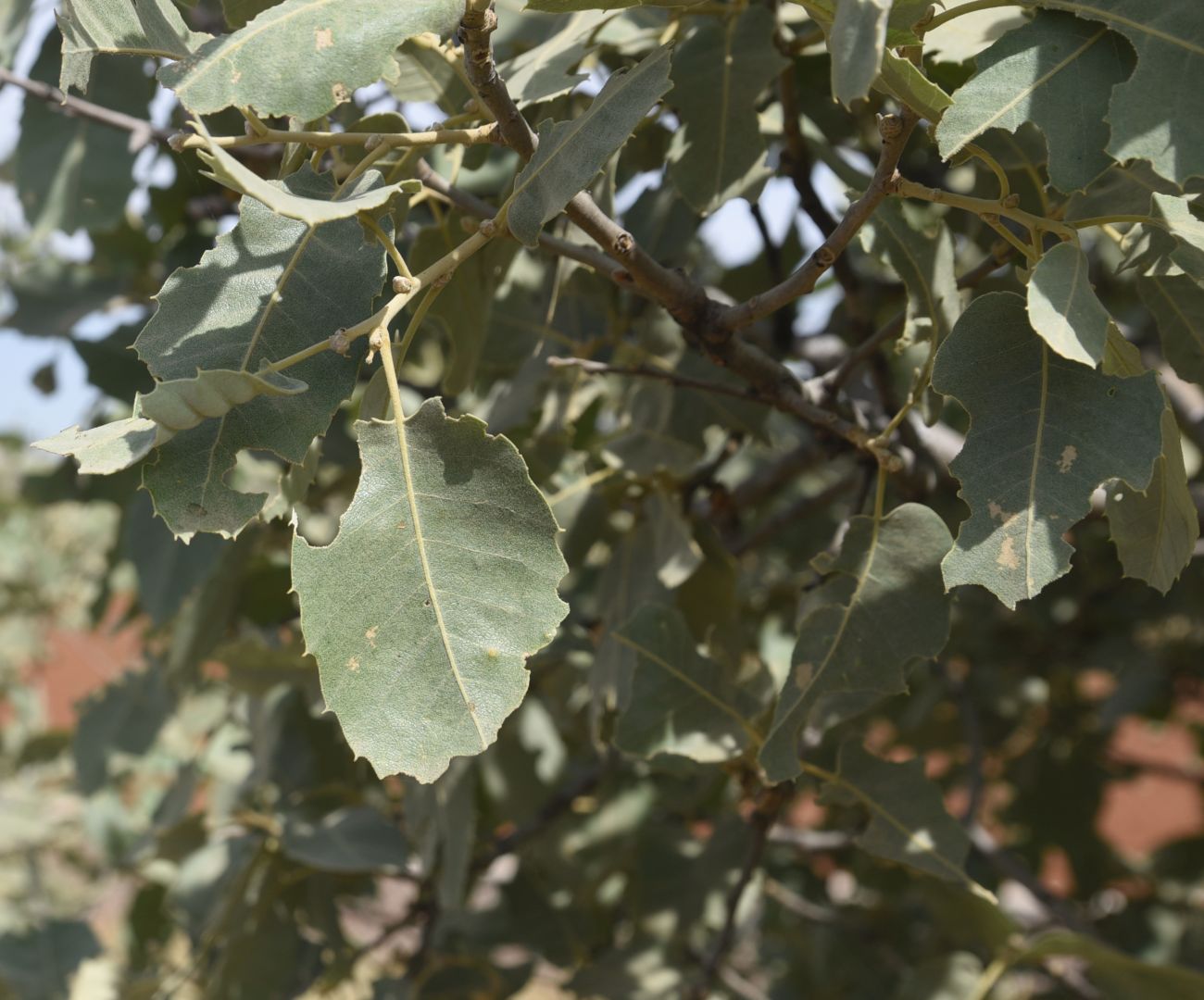Изображение особи Quercus brantii.