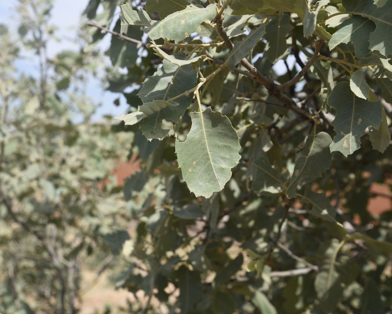 Image of Quercus brantii specimen.
