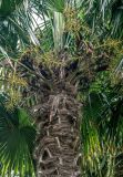 Trachycarpus fortunei. Верхняя часть ствола и развивающиеся соплодия. Португалия, Азорские о-ва, о-в Сан-Мигел, окр. пос. Нордешти, в культуре. 12.08.2025.