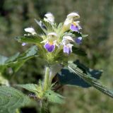 Galeopsis speciosa. Верхушка цветущего растения. Челябинская обл., Катав-Ивановский р-н, с. Александровка, пустырь на месте бывшего дома. 04.08.2022.