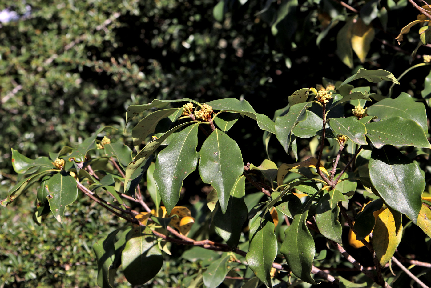 Image of Pittosporum illicioides specimen.