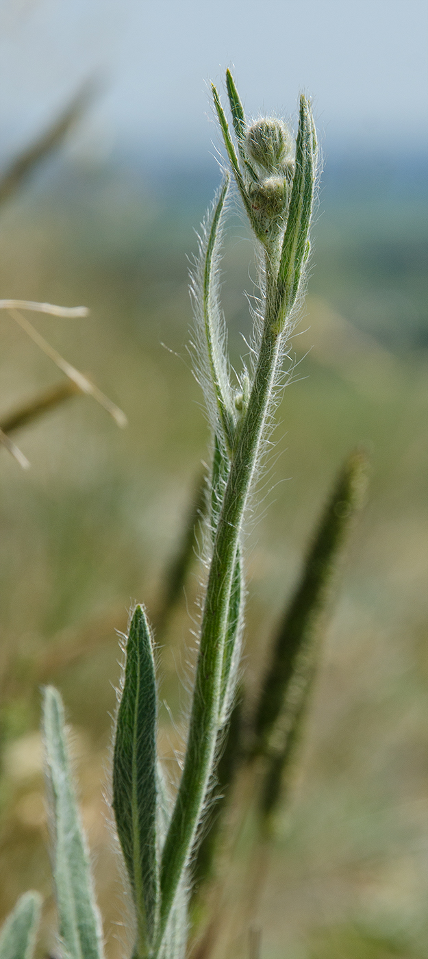 Image of genus Pilosella specimen.