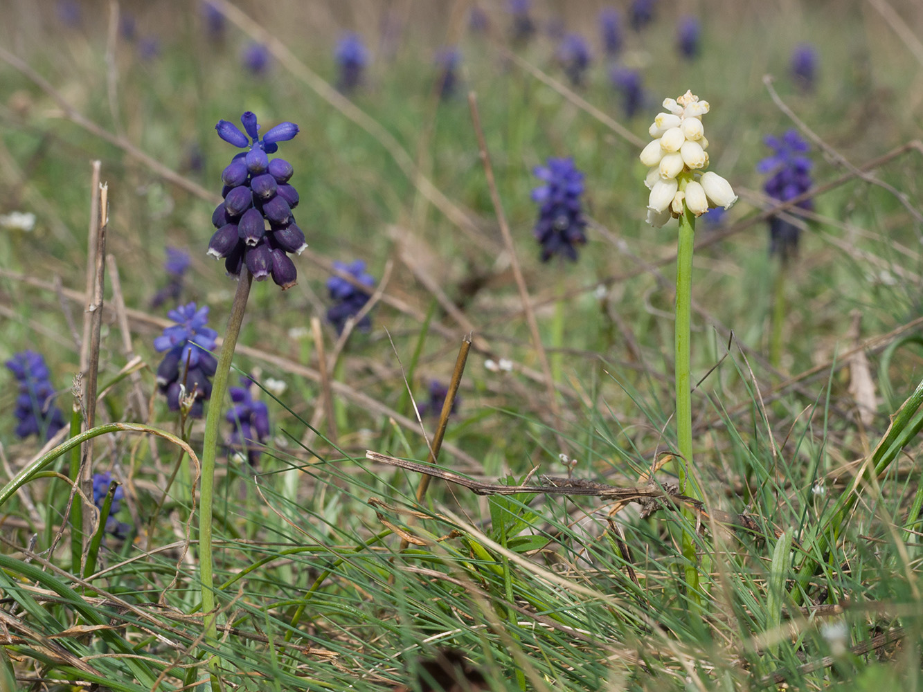 Изображение особи Muscari neglectum.