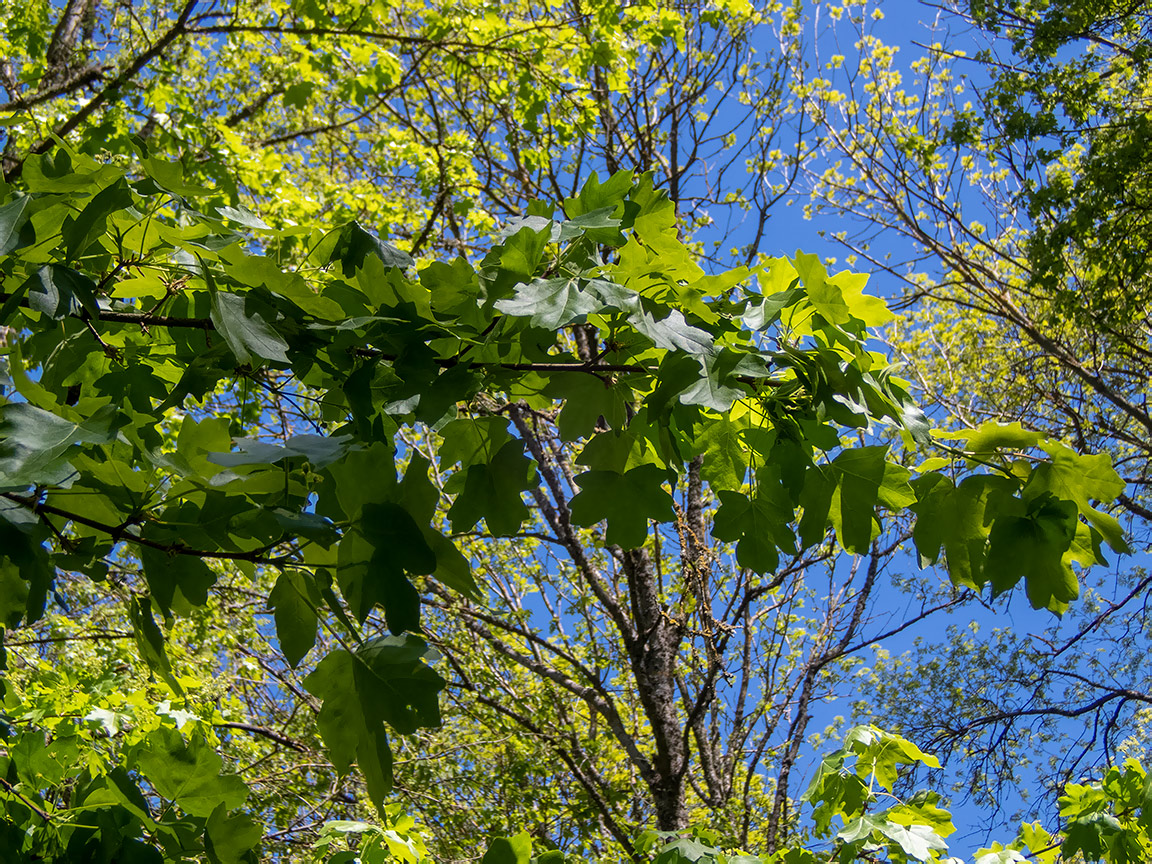 Изображение особи Acer campestre.