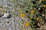 genus Pulicaria. Верхушки побегов с соцветиями. Португалия, г. Лиссабон, у дороги. 10.08.2025.