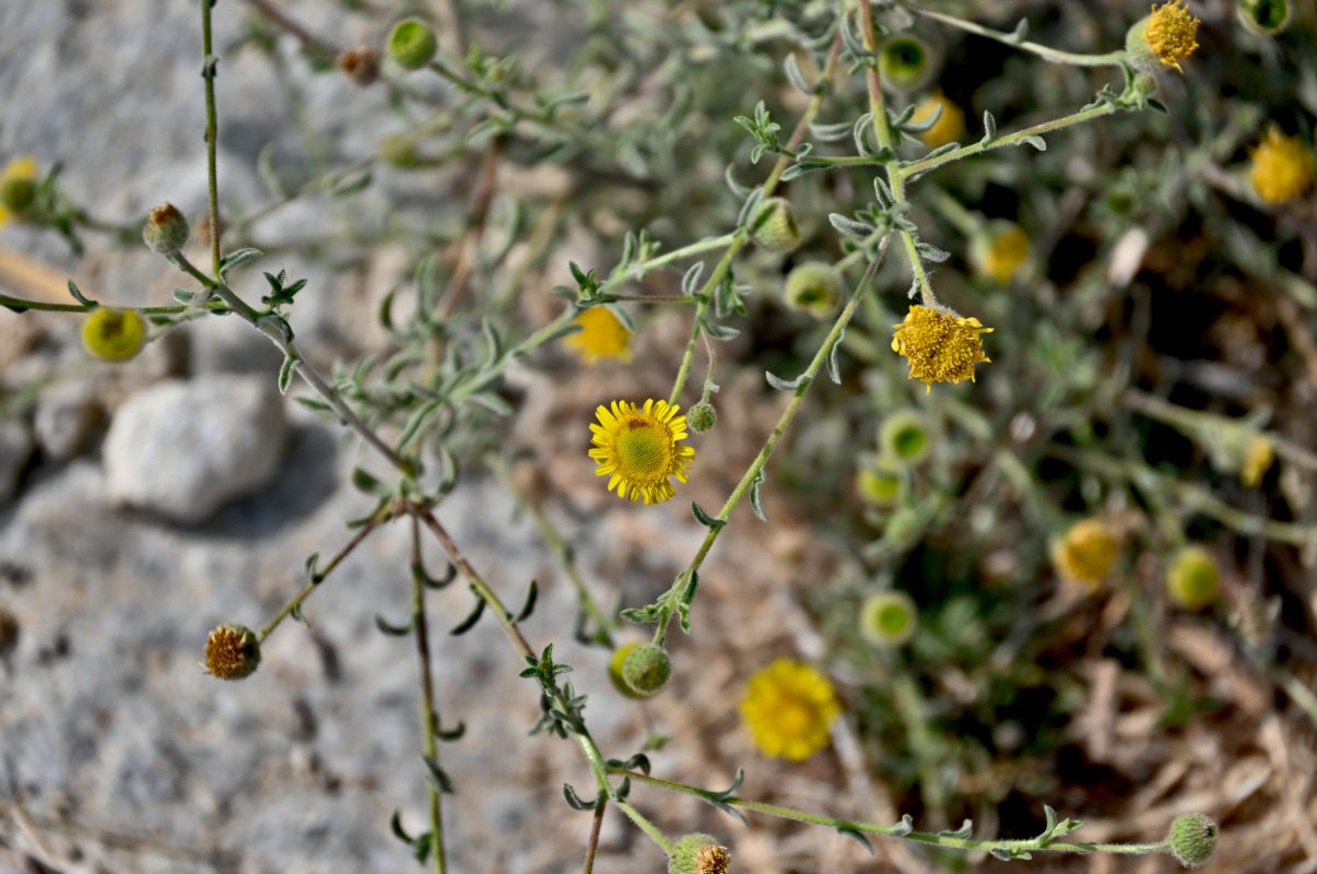 Image of genus Pulicaria specimen.