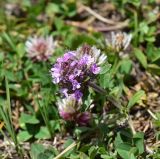 род Thymus. Соцветие. Кабардино-Балкария, Приэльбрусье, левый борт ущелья р. Шхельда, 1 км выше устья, низкотравный луг. 23 июня 2025 г.