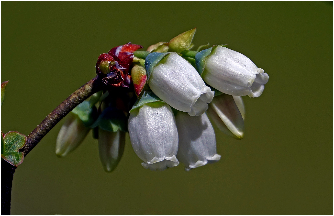 Image of Vaccinium corymbosum specimen.