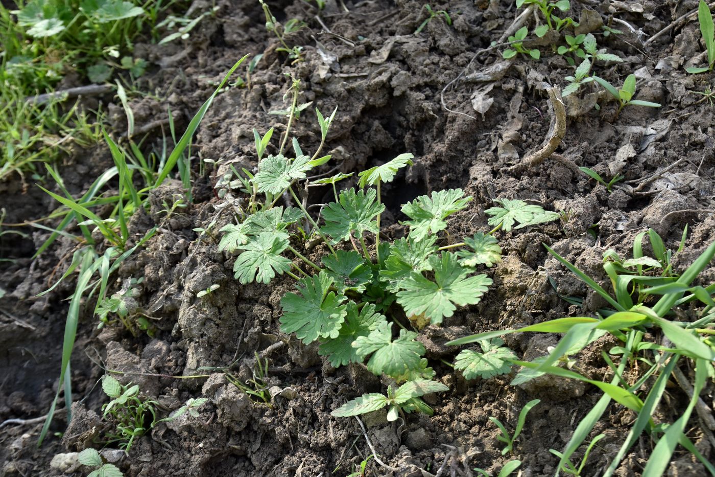 Изображение особи Geranium divaricatum.