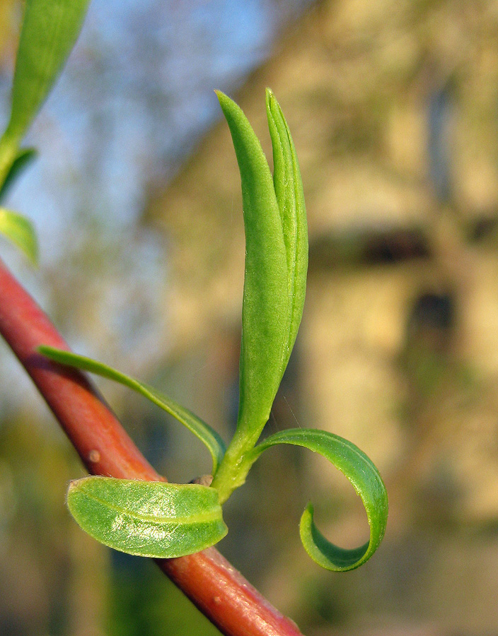 Изображение особи Salix &times; sepulcralis.