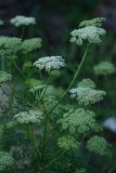 семейство Apiaceae. Цветущие растения. Нижегородская обл., в культуре. 16.06.2026.