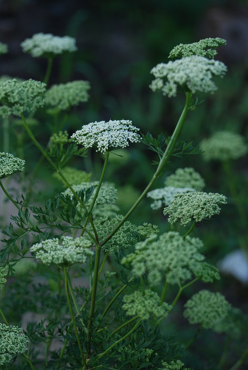 Изображение особи семейство Apiaceae.