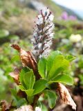 Salix vyshinii