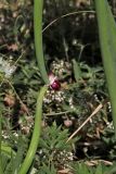 Allium × proliferum. Часть растения луковичками. Белгородская обл., пос. Ракитное, ул. Сосновая, 2, в культуре. 29 июня 2026 г.