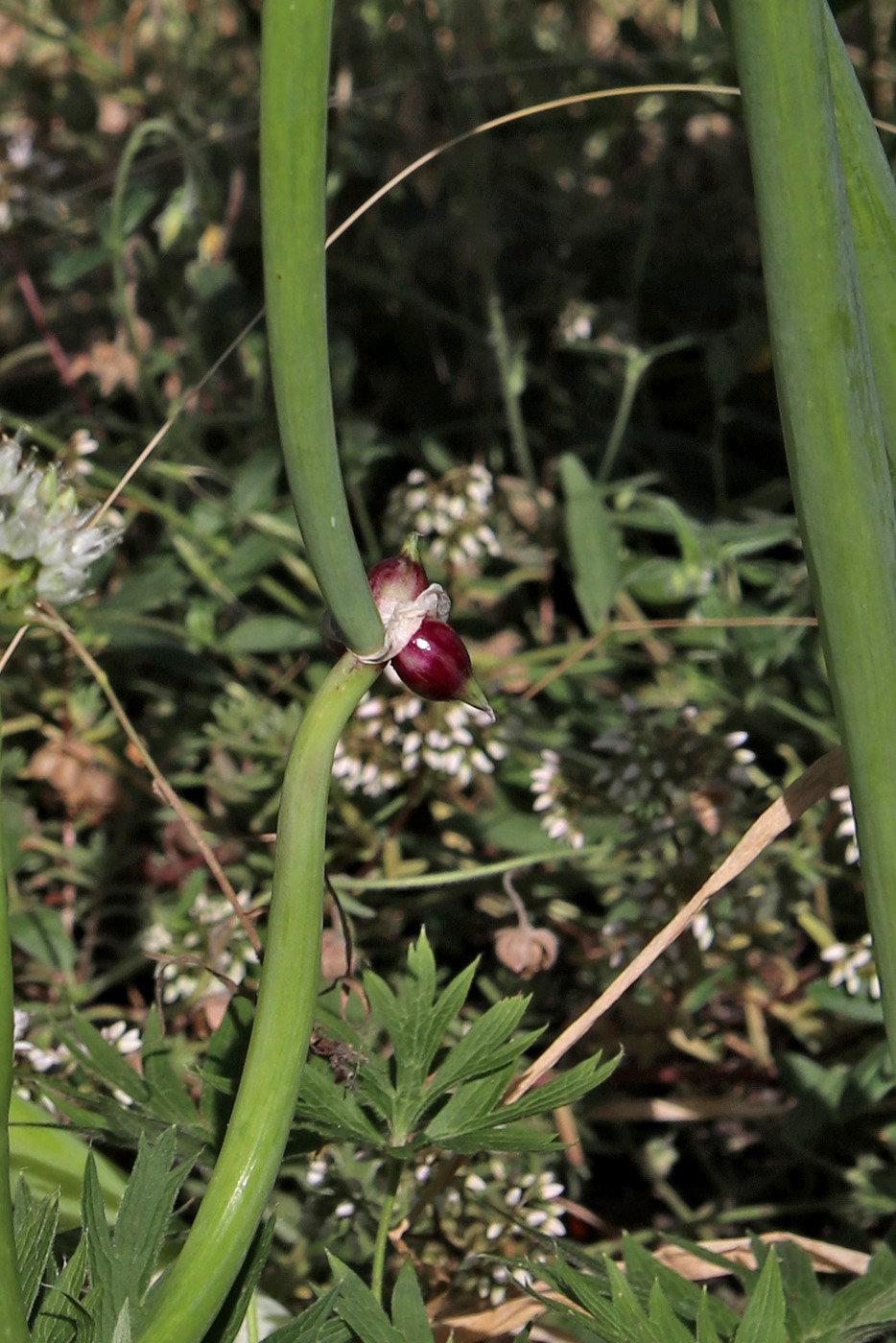 Image of Allium × proliferum specimen.