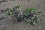 род Astragalus