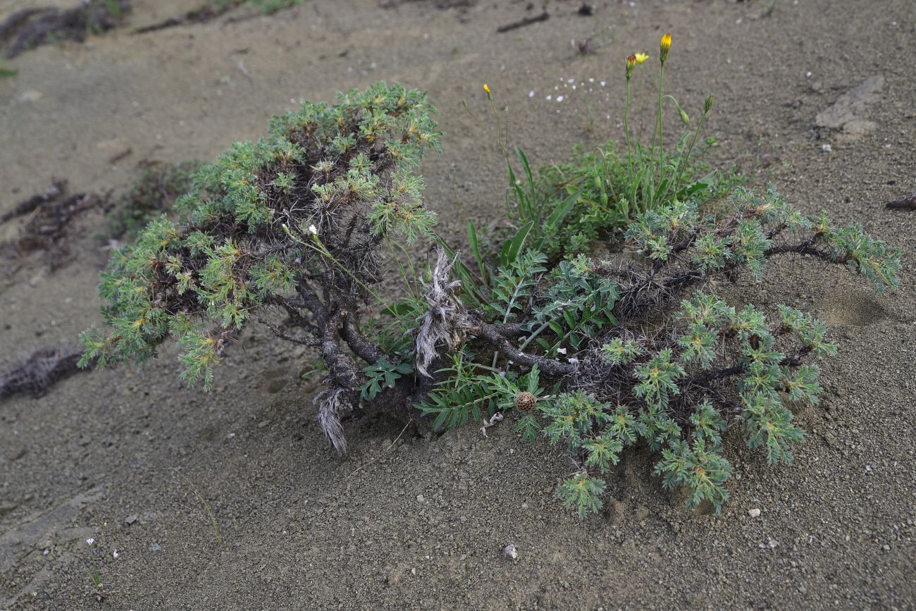 Изображение особи род Astragalus.
