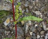 род Rumex