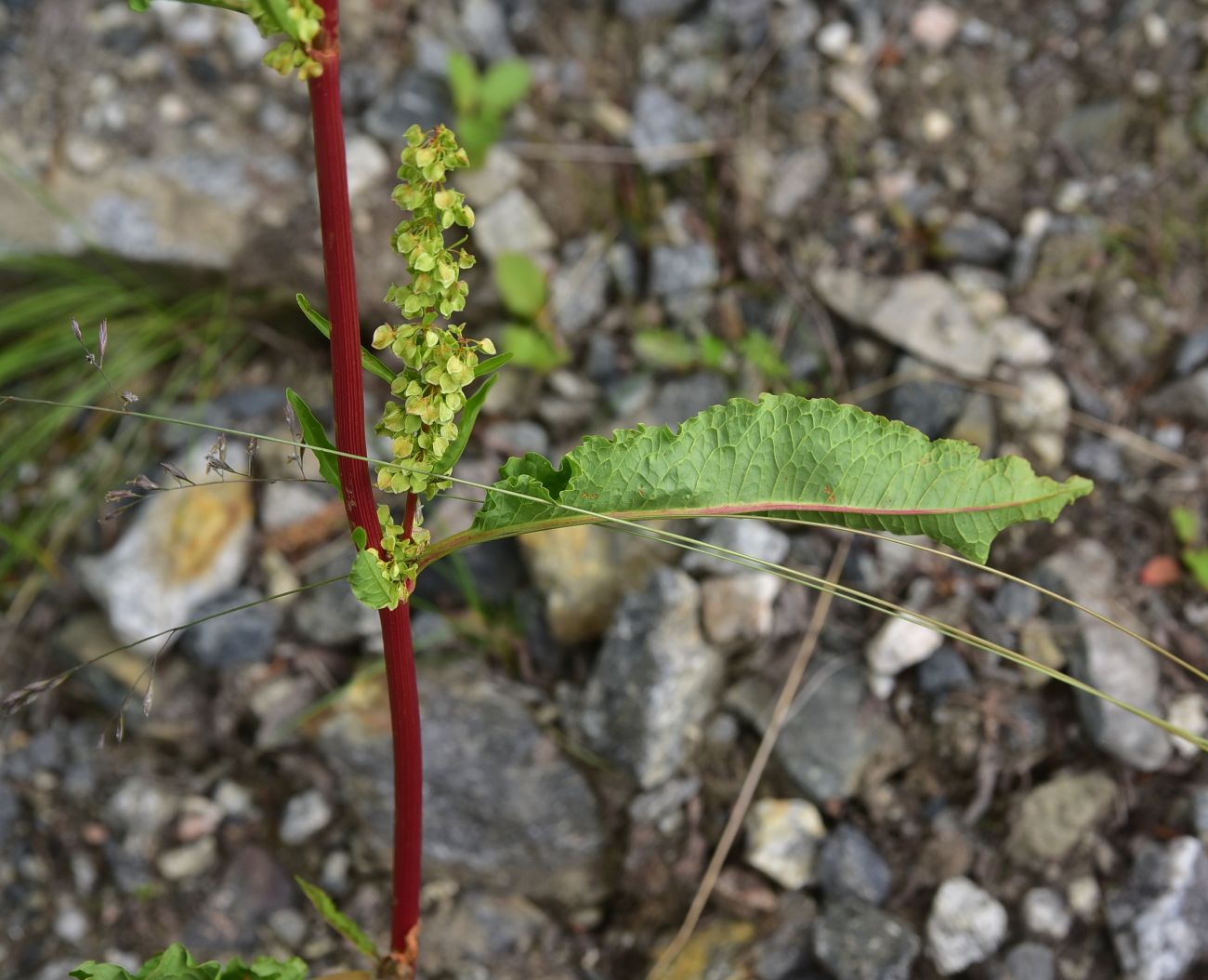 Изображение особи род Rumex.