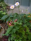 genus Anemone
