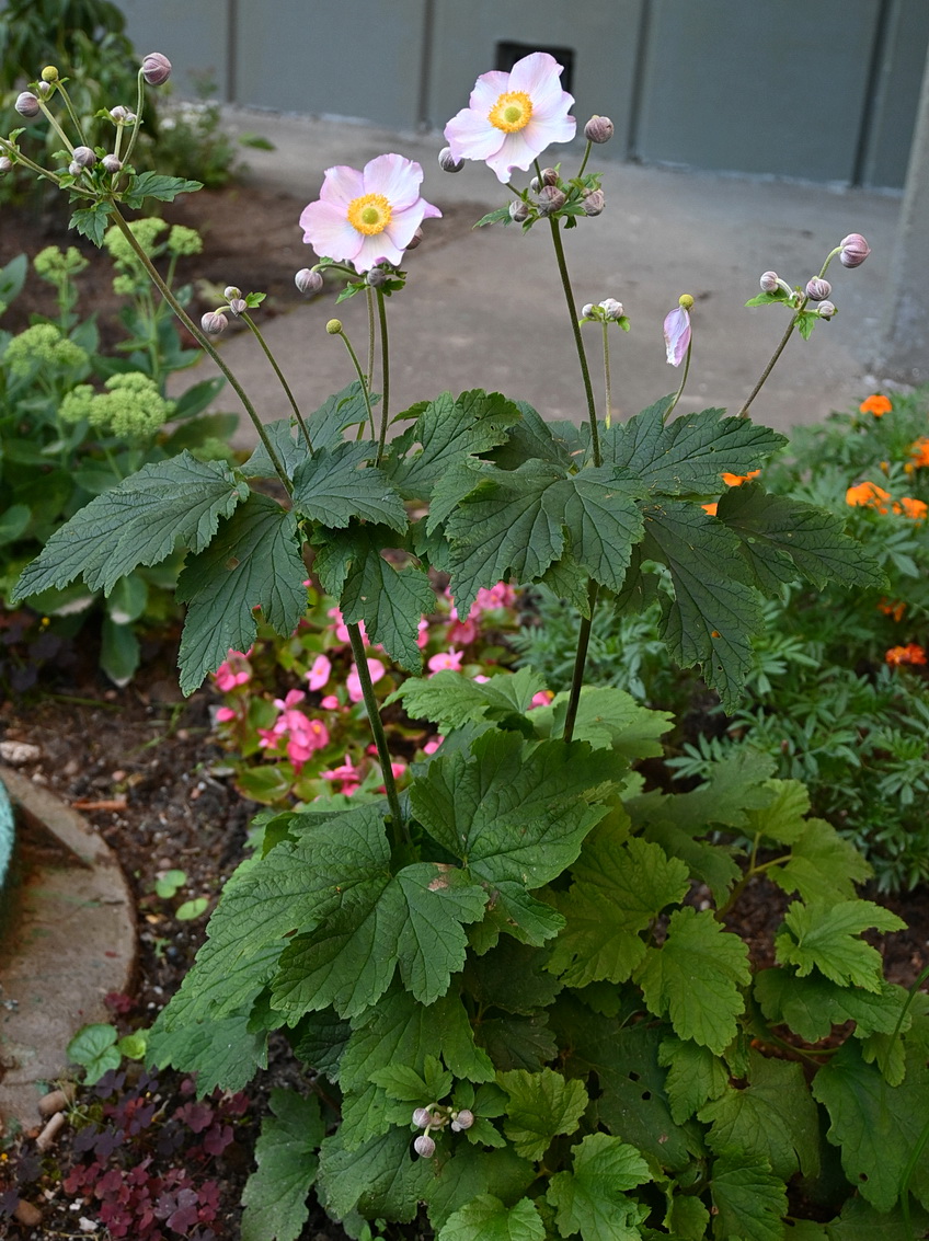 Image of genus Anemone specimen.