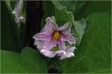 Solanum melongena. Цветки. Московская обл., Раменский р-н, окр. дер. Хрипань, садовый участок. 24.07.2026.