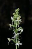 Platanthera metabifolia. Соцветие. Сахалин, г. Южно-Сахалинск, западный макросклон Сусунайского хр., правый склон долины р. Уюновка, 143 м н.у.м., каменноберезовый лес. 27.06.2025.