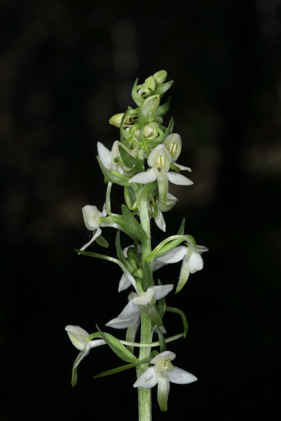 Image of Platanthera metabifolia specimen.