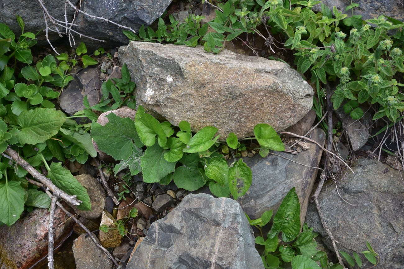 Image of genus Viola specimen.
