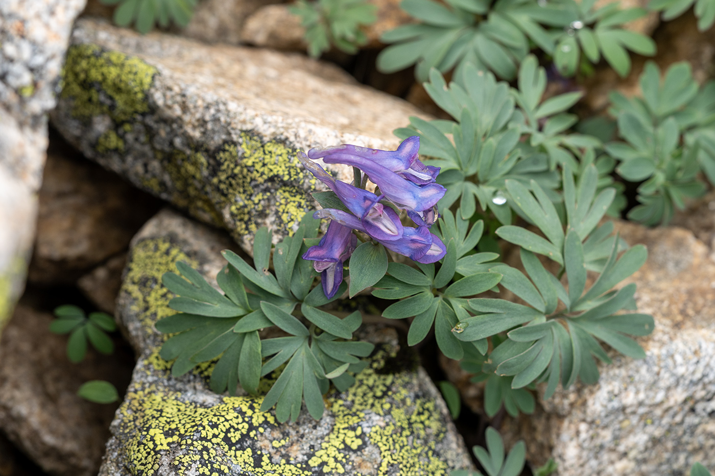 Изображение особи род Corydalis.