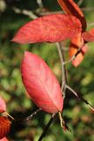 Amelanchier canadensis. Листья в осенней окраске. Санкт-Петербург, Кировский р-н, озеленение бульвара. 14.10.2026.